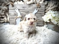 Poodle Puppies for sale in Saginaw, MI, USA. price: $1,500