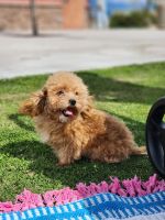 Poodle Puppies for sale in Bakersfield, California. price: $850