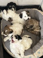 Poodle Puppies for sale in Chicago Heights, IL, USA. price: $900