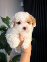 Poodle Puppies for sale in Orlando, Florida. price: $1,800