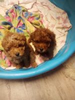 Poodle Puppies for sale in Baltimore, MD, USA. price: $1,100