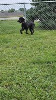 Poodle Puppies for sale in Menomonie, WI 54751, USA. price: $950