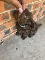 Poodle Puppies for sale in Lubbock, Texas. price: $1,500
