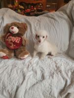 Poodle Puppies for sale in Splendora, TX, USA. price: $300