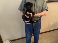 Poodle Puppies for sale in St Cloud, MN, USA. price: $600