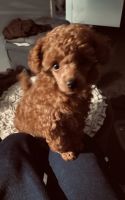 Poodle Puppies for sale in Bankstown, New South Wales. price: $1,500