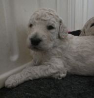 Poodle Puppies for sale in 1081 B Rd, Town of Hammond, ME 04730, USA. price: $2,000