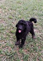 Poodle Puppies for sale in Clearwater, FL, USA. price: $600
