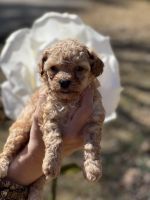 Poodle Puppies for sale in Stockbridge, Georgia. price: $1,500