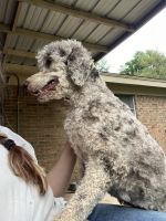 Poodle Puppies for sale in Dallas, TX, USA. price: $1,300