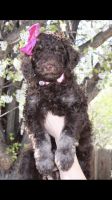 Poodle Puppies for sale in Parker, Colorado. price: $1,500