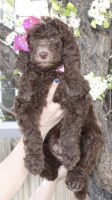 Poodle Puppies for sale in Parker, Colorado. price: $700