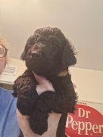Poodle Puppies for sale in Kilgore, Texas. price: $500