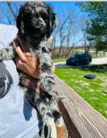 Poodle Puppies for sale in Columbia, Missouri. price: $300