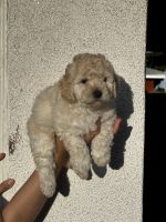 Poodle Puppies for sale in Long Beach, California. price: $800