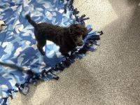 Poodle Puppies for sale in St Cloud, MN, USA. price: $700