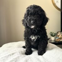 Poodle Puppies for sale in The Woodlands, Texas. price: $400