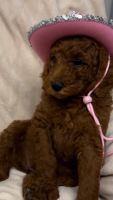 Poodle Puppies for sale in New Orleans, Louisiana. price: $900