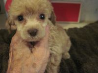 Poodle Puppies for sale in Auburn, Indiana. price: $300