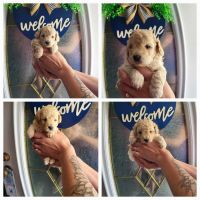 Poodle Puppies for sale in Grimesland, North Carolina. price: $100,000