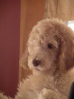 Poodle Puppies for sale in Medford, NY, USA. price: $1,200