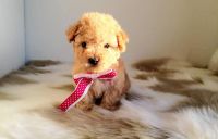 Poodle Puppies for sale in San Diego, CA, USA. price: $995