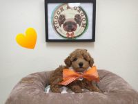 Poodle Puppies for sale in Los Angeles, CA, USA. price: $1,350