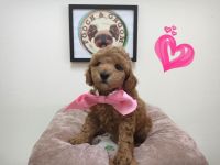 Poodle Puppies for sale in Los Angeles, CA, USA. price: $1,350