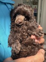 Poodle Puppies for sale in Geraldton WA 6530, Australia. price: $4,500
