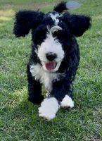 Poodle Puppies for sale in Oklahoma City, OK, USA. price: $1,400