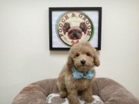 Poodle Puppies for sale in California, USA. price: $1,150