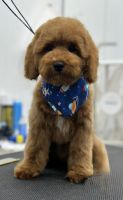 Poodle Puppies for sale in Perth Amboy, NJ, USA. price: $1,750