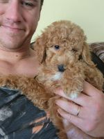Poodle Puppies for sale in San Tan Valley, AZ, USA. price: $1,500
