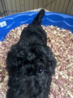 Poodle Puppies for sale in Charlotte, NC, USA. price: $200