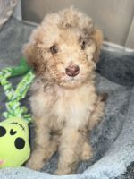Moyen poodle