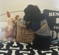 Poodle Puppies for sale in Weatherford, TX, USA. price: $1,500