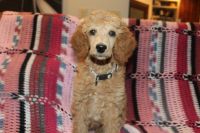 Poodle Puppies for sale in Twin Falls, ID, USA. price: $1,000
