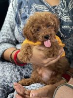 Poodle Puppies for sale in Ludhiana, Punjab, India. price: 25,000 INR