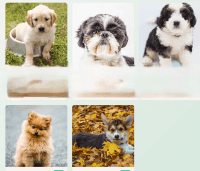 Poodle Puppies for sale in 60 Airport Blvd., Singapore 819643. price: $1