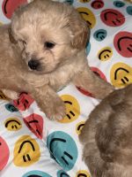 Poodle Puppies for sale in Tampa, FL 33610, USA. price: NA