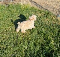 Toy Poodle Male Puppy