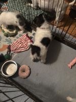 Poodle Puppies for sale in Venus, TX, USA. price: $400