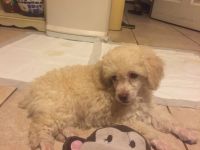 Poodle Puppies for sale in Whittier, CA, USA. price: $500