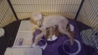 Poodle Puppies for sale in Rochester St, Chatham ME4 6RU, UK. price: 600 GBP