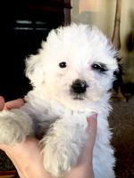 Poovanese puppies for sale