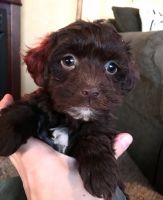 Poovanese puppies for sale