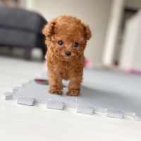 Poodle Puppies for sale in United States Air Force, Raf Mildenhall, Bury Saint Edmunds IP28 8NF, UK. price: 1 GBP