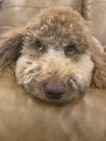 Moyen Poodle Puppies