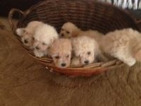 Porcelaine Puppies for sale in 58503 Rd 225, North Fork, CA 93643, USA. price: $600