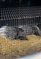 Porcupine Rodents for sale in Akron, OH, USA. price: $1,600